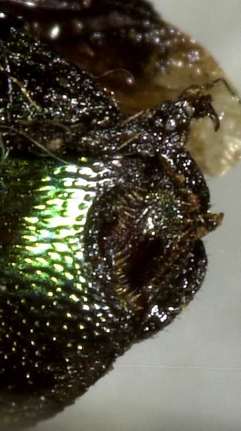 Media type: image;   Entomology 24445 Aspect: anal sclerite